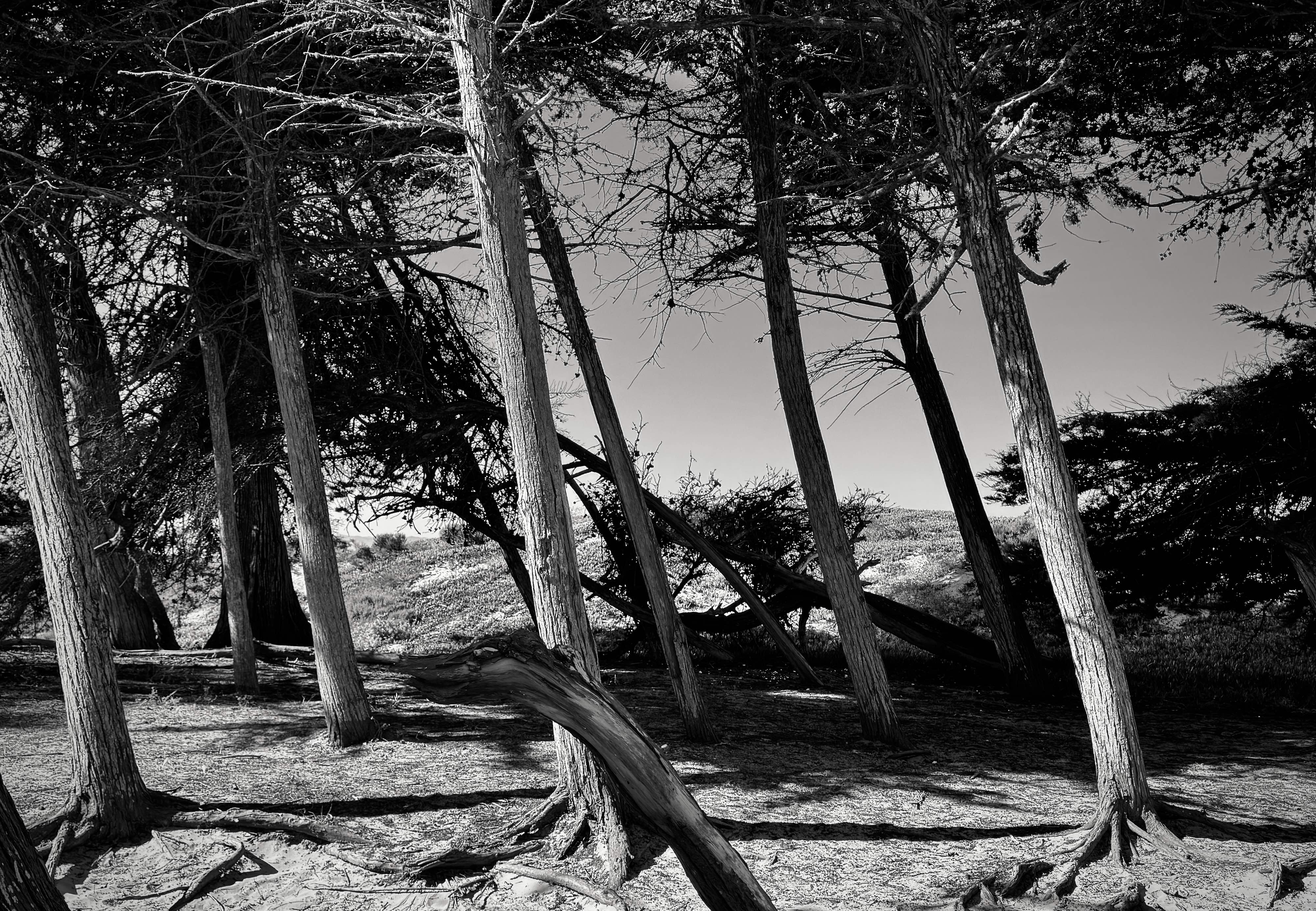 A large group of coastal cypress trees are all leaning to the left due to the prevalent ocean breeze. They are growing in sandy soil.