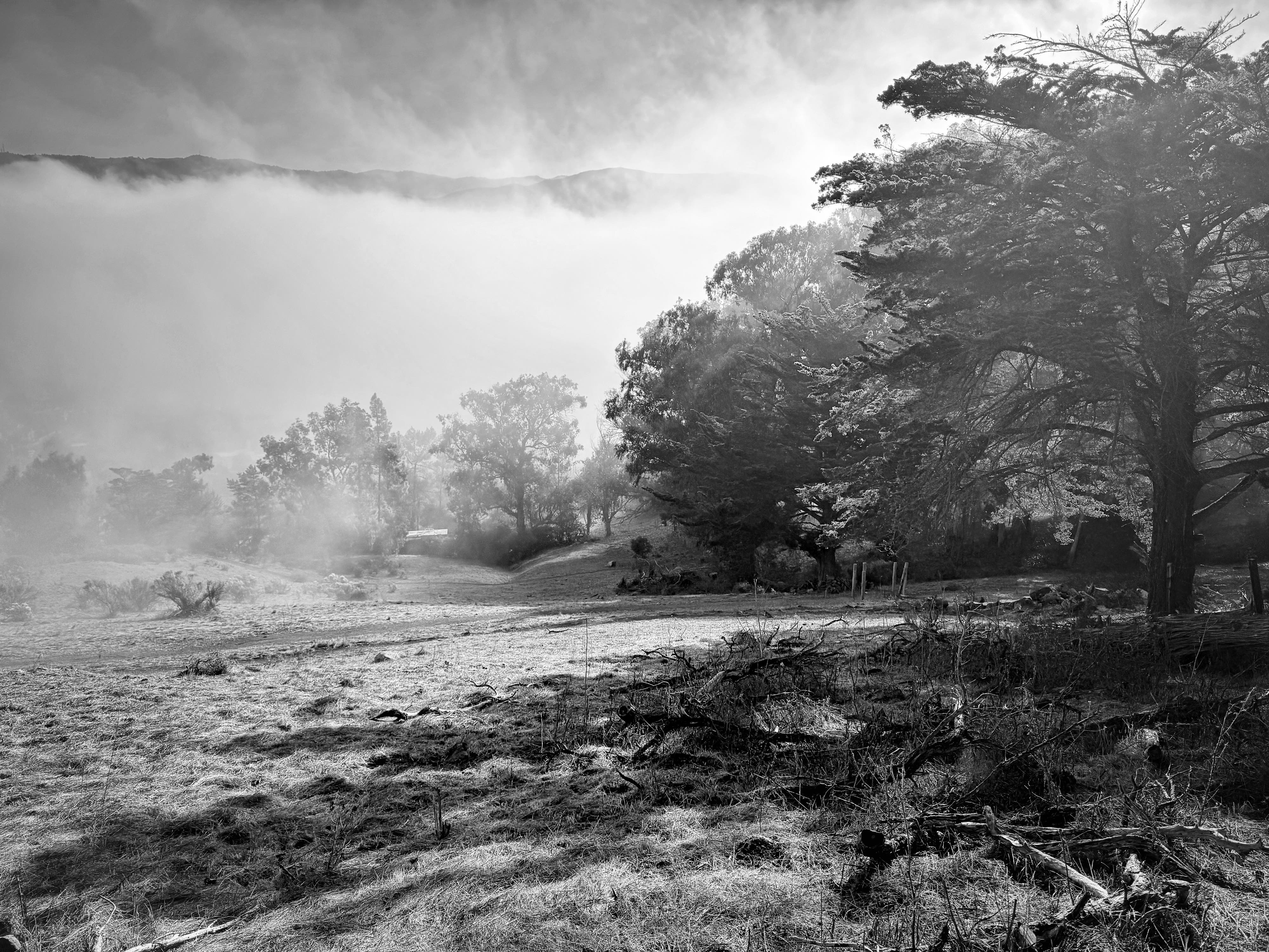 Black and white image from the edge of a forest and from half way up Cerro San Luis mountain looking down at the edge of the morning fog that is settled into the lower elevation, and is wispy at this location, To the right are oak, Monterey cypress and eucalyptus trees. To the left is a grassy field on the slope of the mountain illuminated with sun through the fog. Trees further down the mountain are more obscured by the fog. The wispy upper edge of the fog is also visible with the tops of distant mountains poking above the fog.