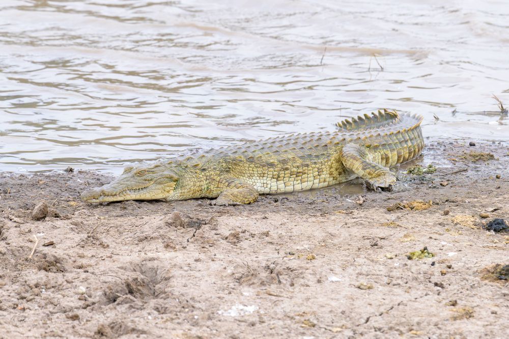 Full-body high-angle photo of a medium-sized Nile Crocodile lying on a dry, muddy riverbank next to a rippling river. Its scaly hide, a gradient from tan on its head to dark gray on its tail, is a perfect textural match for the earth.