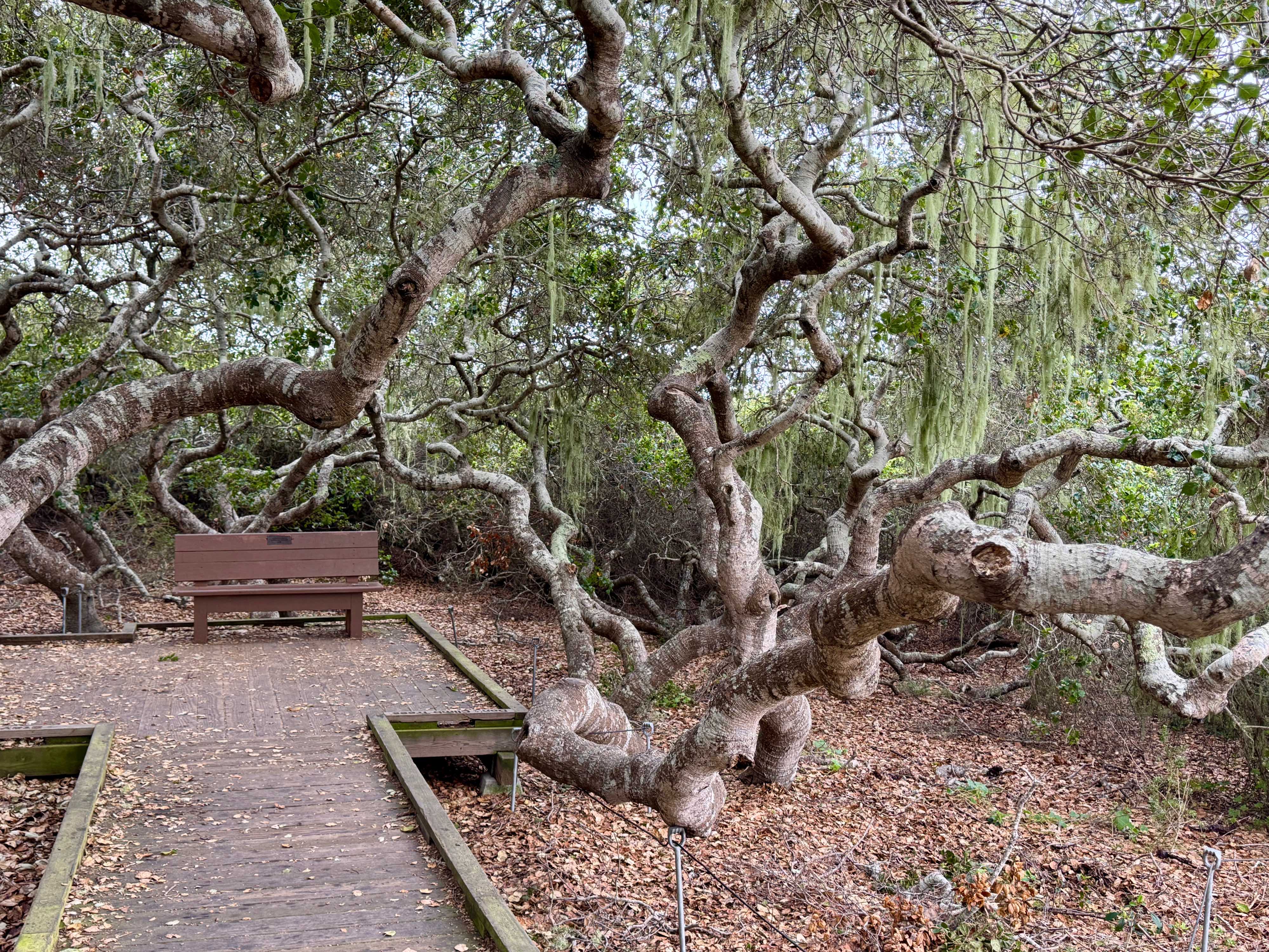 A wooden boardwalk leads to a wooden bench set in the middle of fantastical, extremely-twisted pygmy oak trees with lace lichen hanging from their branches. The trees are all so short due to the sandy soil and adjacent estuary in Morro Bay, California.