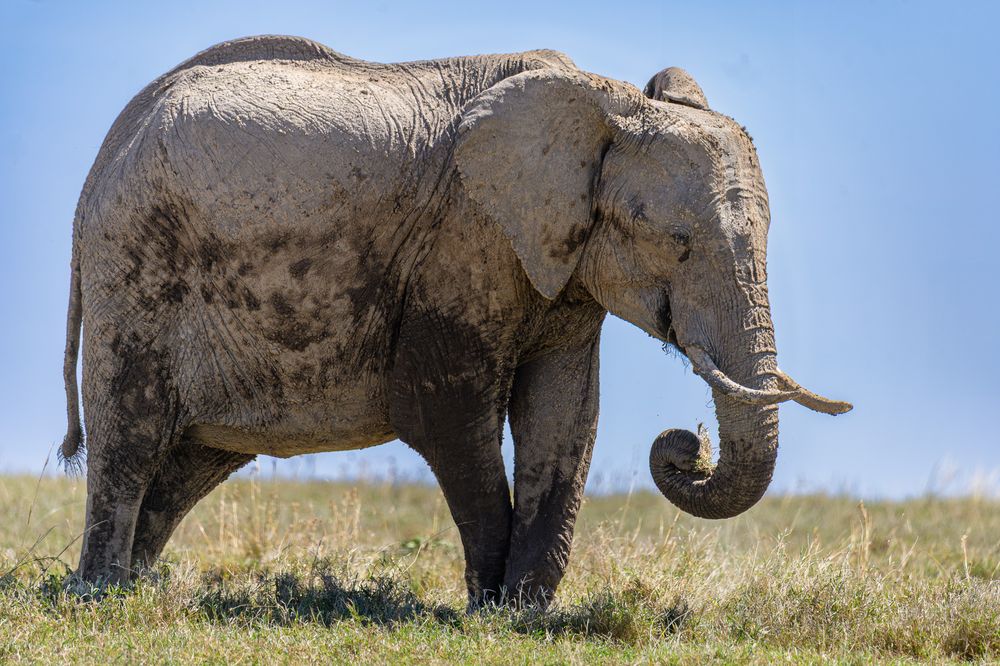 Full-body profile shot of an African elephant standing in short grassland under a bright blue sky. Its hide is covered in dried mud, and its trunk is curled upward holding a fresh tuft of grass.