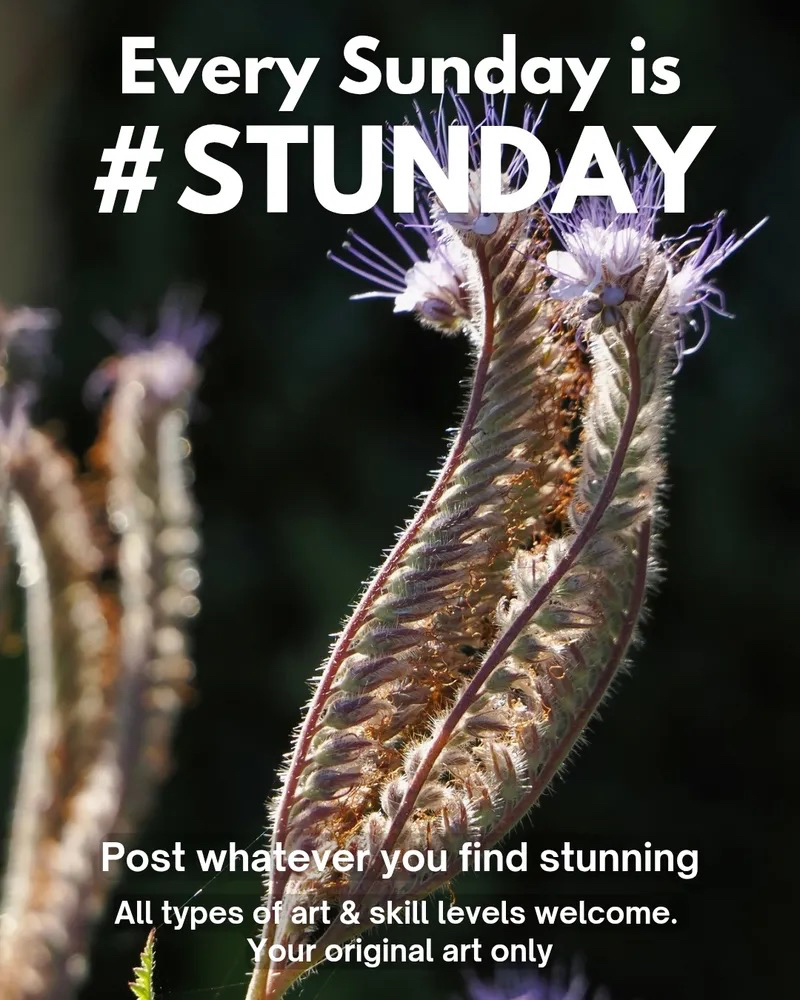 A photo of a purple flower on a dark background with another blurred on the left. Text on it says, "Every Sunday is #Stunday. Post whatever you find stunning. All types of art & skill levels welcome. Your original art only."