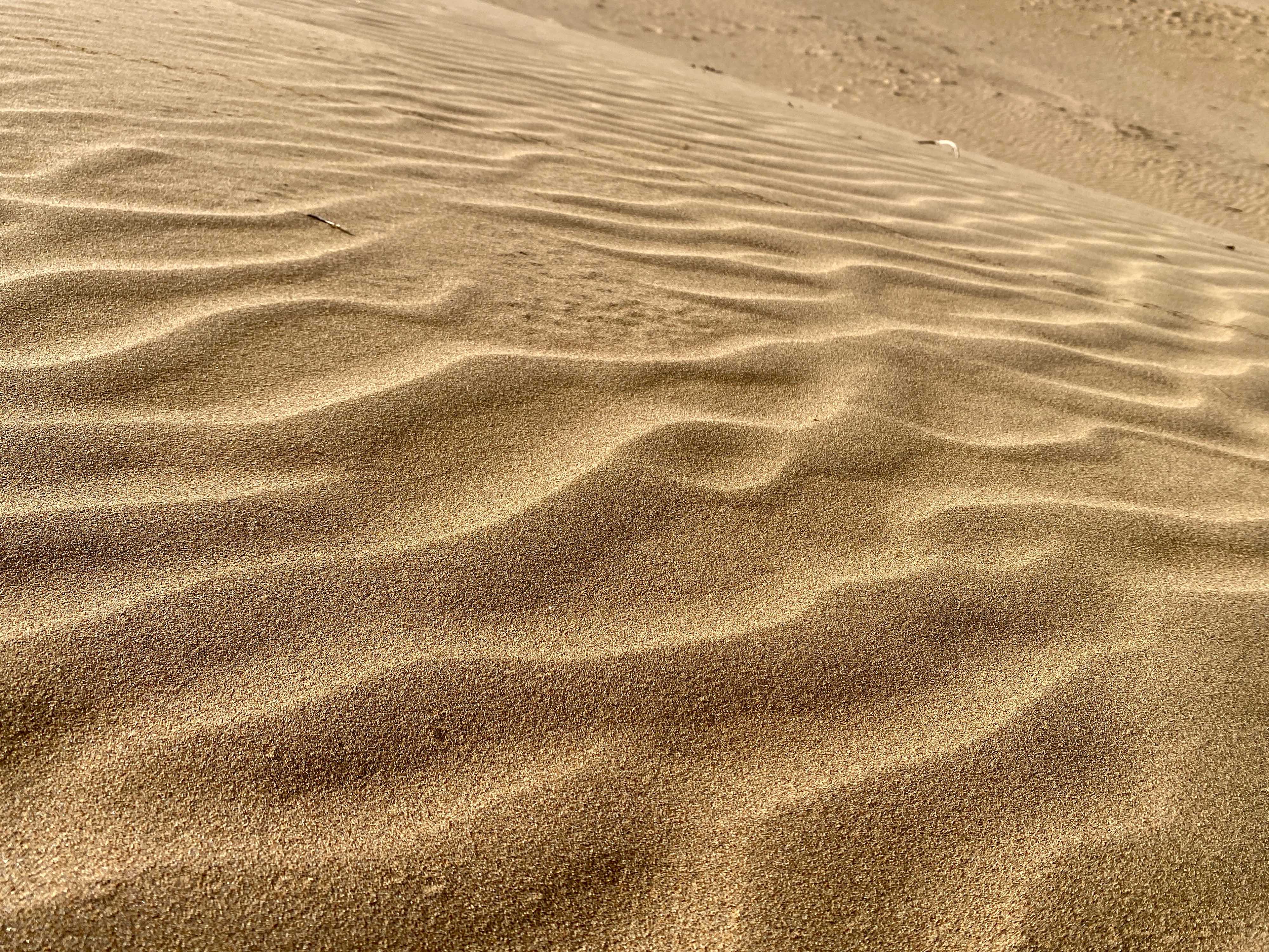 Undulating waves of windblown sand on a steep bluff. The detail of the grains of sand are very sharp in the foreground, then become blurrier the further away they are from the camera. The sand is a rich gold color and almost looks like gold glitter and dust. Montaña De Oro State Park, Los Osos, California.