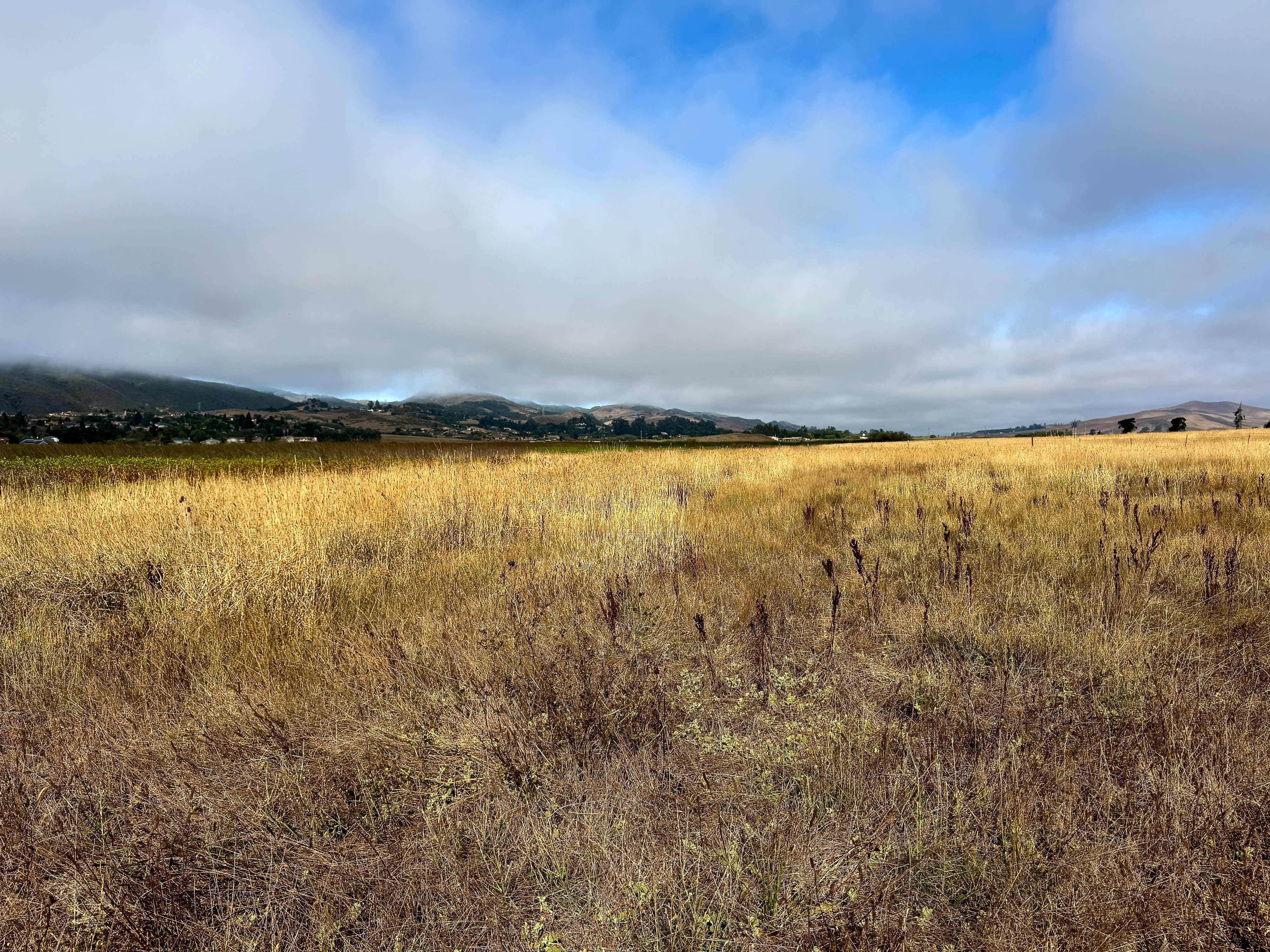 The lower half of the image shows grasses growing in Laguna Lake Open Space. It's a partly cloudy day, so the sun has popped through the clouds to brightly illuminate the golden field against dark distant mountains. The bright yellow pairs nicely with the patches of bright blue sky. San Luis Obispo, California