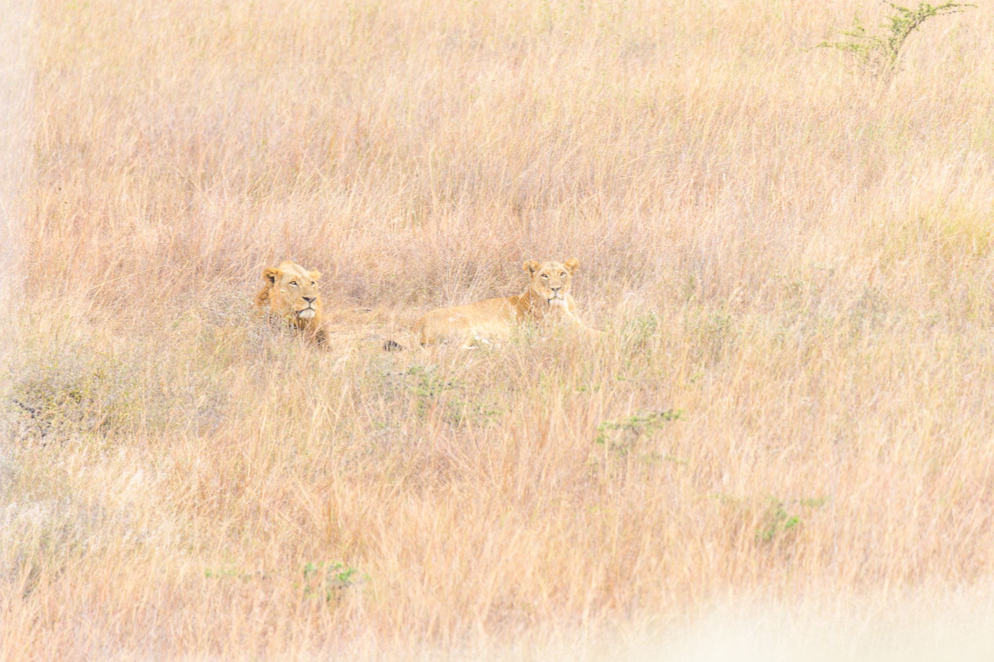 High-angle photograph of a dense field of dry, tall golden-brown grass. Nestled in the center are two lions, a male and a female, lying down and looking up at the camera, nearly invisible against the grass.