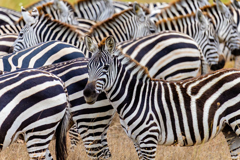 High-resolution close-up photo of a herd of zebras in dry, golden grass. One young zebra is sharply focused in the foreground, looking directly at the camera, while a dense pattern of other zebras blends together in a blurry, abstract background.