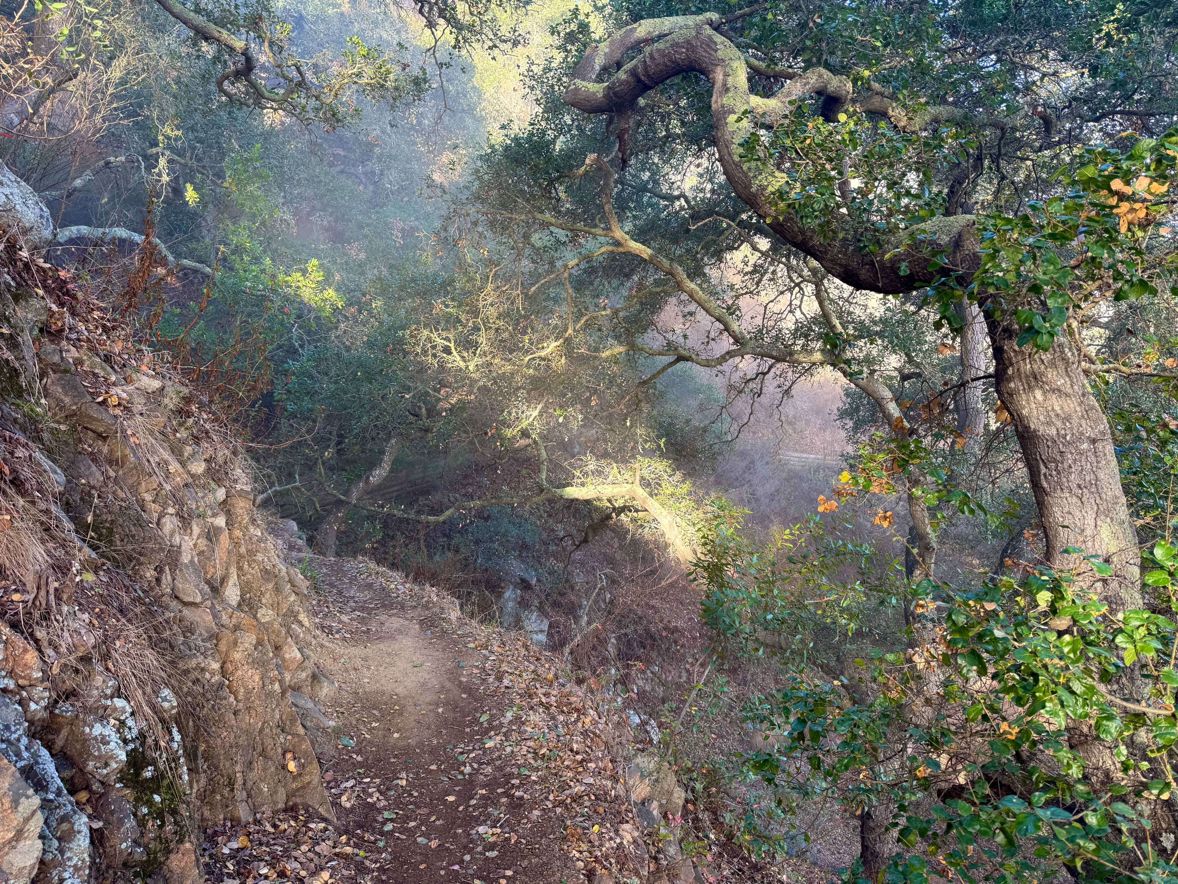 A narrow hiking trail runs along a steep side of Cerro San Luis mountain. In the lower left corner is a steep incline of rocks and vegetation, then a narrow path to the right, and the steep mountainside continues to the right of the trail. Lower on the mountainside are oak trees and other vegetation. The morning sun is shining through the fog as it dissipates, giving an ethereal and painterly look. Patches of sun hit the vegetation in a warm glow. 'M' Trail in Cerro San Luis Obispo, California.