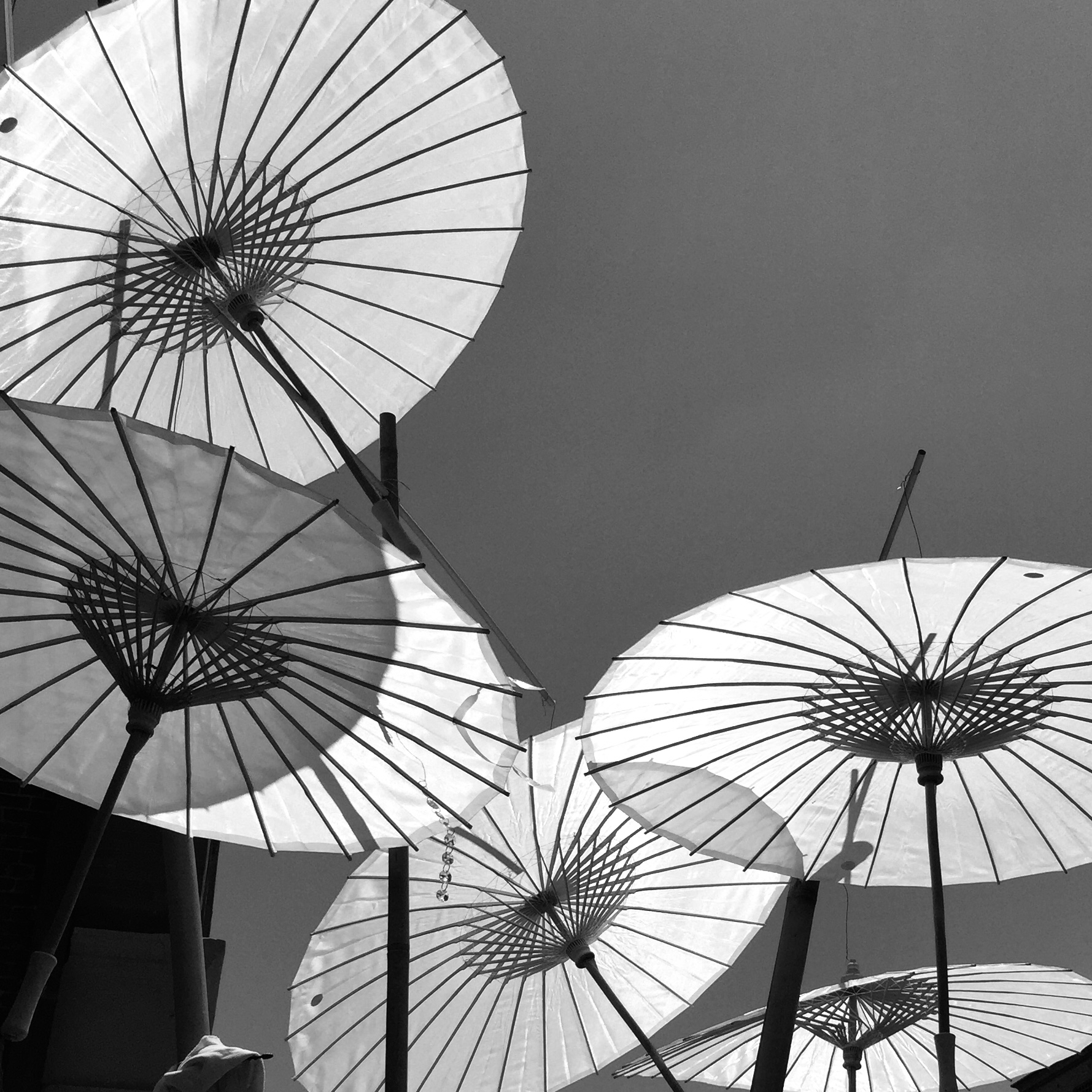 Black and white image of five white parasols opened and at different angles and heights are backlit from the sun. Translucent shadows from above parasols are cast on lower parasols. The ribbing structures are black lines against the white parasol. The sky is a slightly dark gray. Outdoor art street festival in Pasadena, California a long time ago.