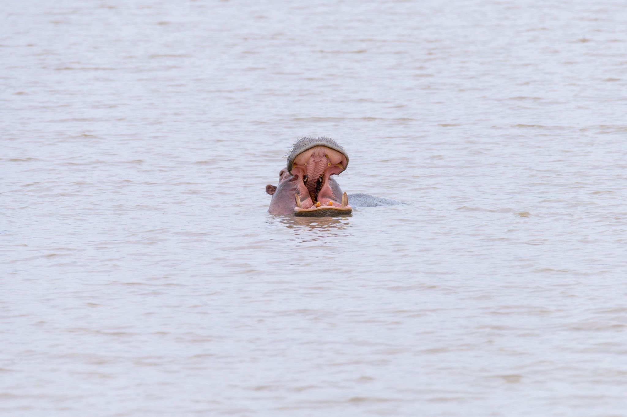 High-angle shot of a hippo surfacing in calm, pale water. Its mouth is stretched open as wide as possible, showing the complete internal structure, palate, massive incisors, and smaller teeth. The water is smooth around its neck.