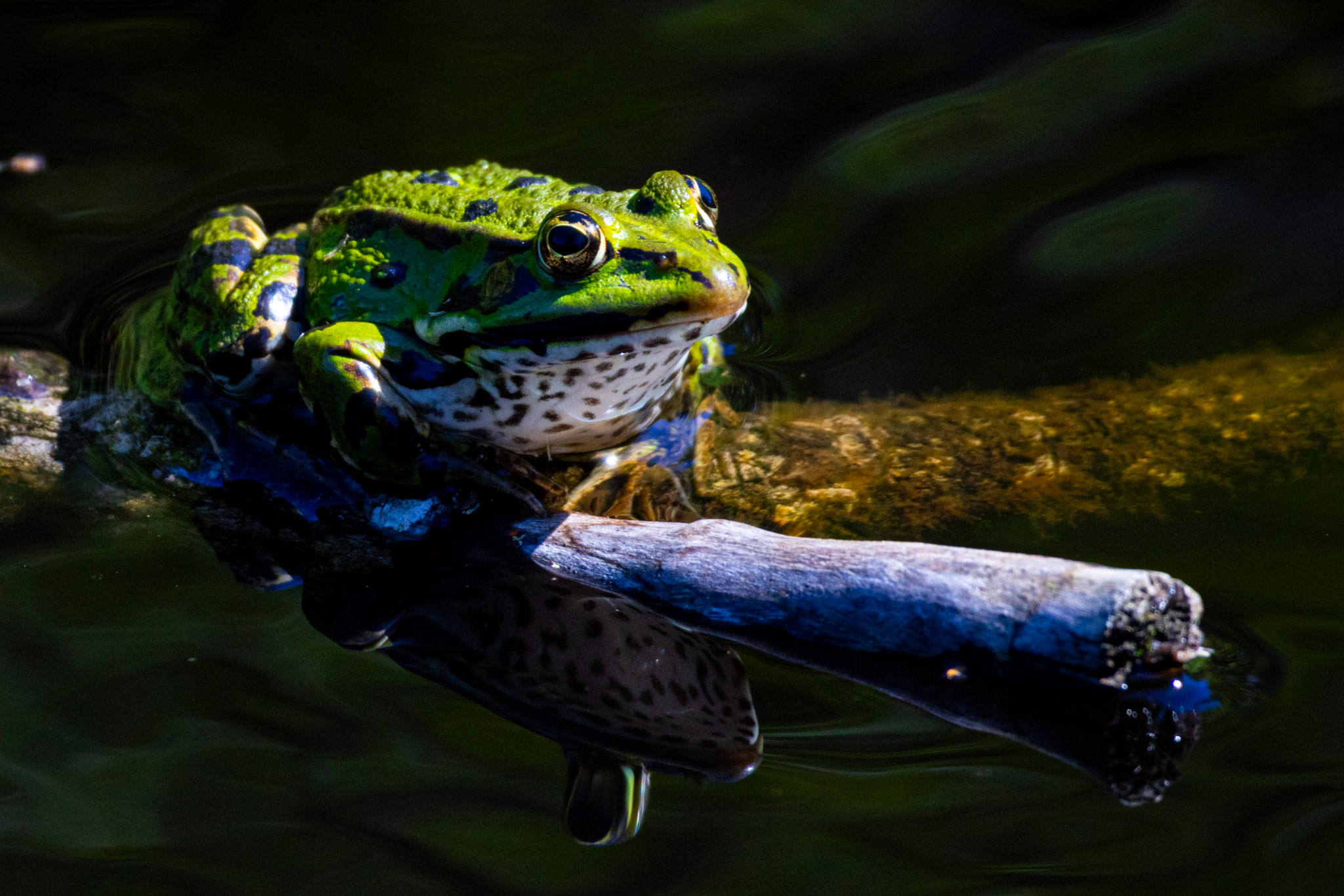 A frog sitting in the sun on a branch in the water.