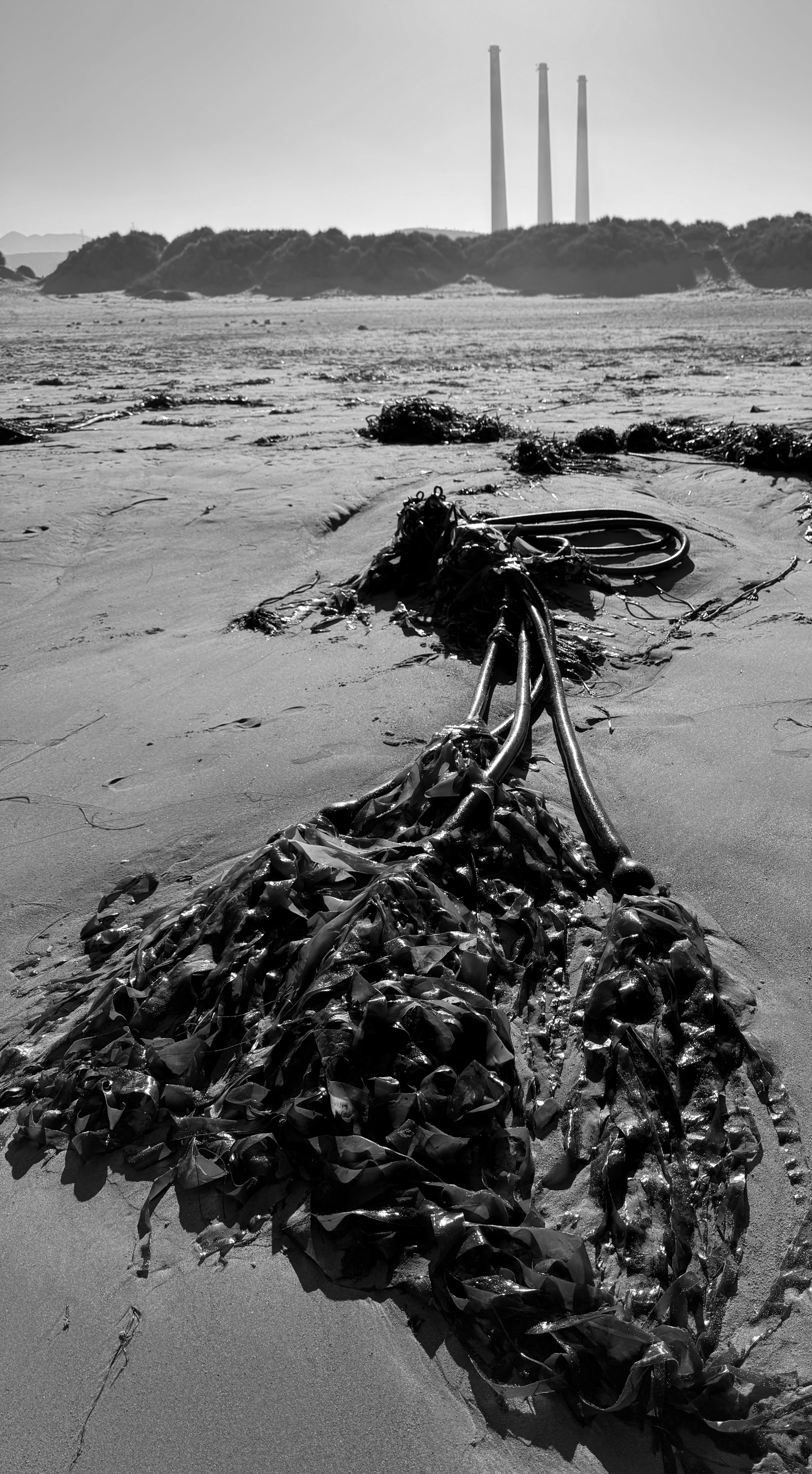 A black and white image of a huge knotted clump of kelp seaweed washed up on Morro Rock Strand Beach. All of its "leaves" are in the foreground, then the long strands from the kelp are tangled into a large knot with more tangled kelp leaves. Off in the distance there are more piles of kelp, a sandy beach, dunes covered with vegetation, and finally the three smoke stacks from an abandoned power plant in Morro Bay. The foreground is in sharp focus, and the sea mist gives the dune and smoke stacks a more ephemeral appearance.