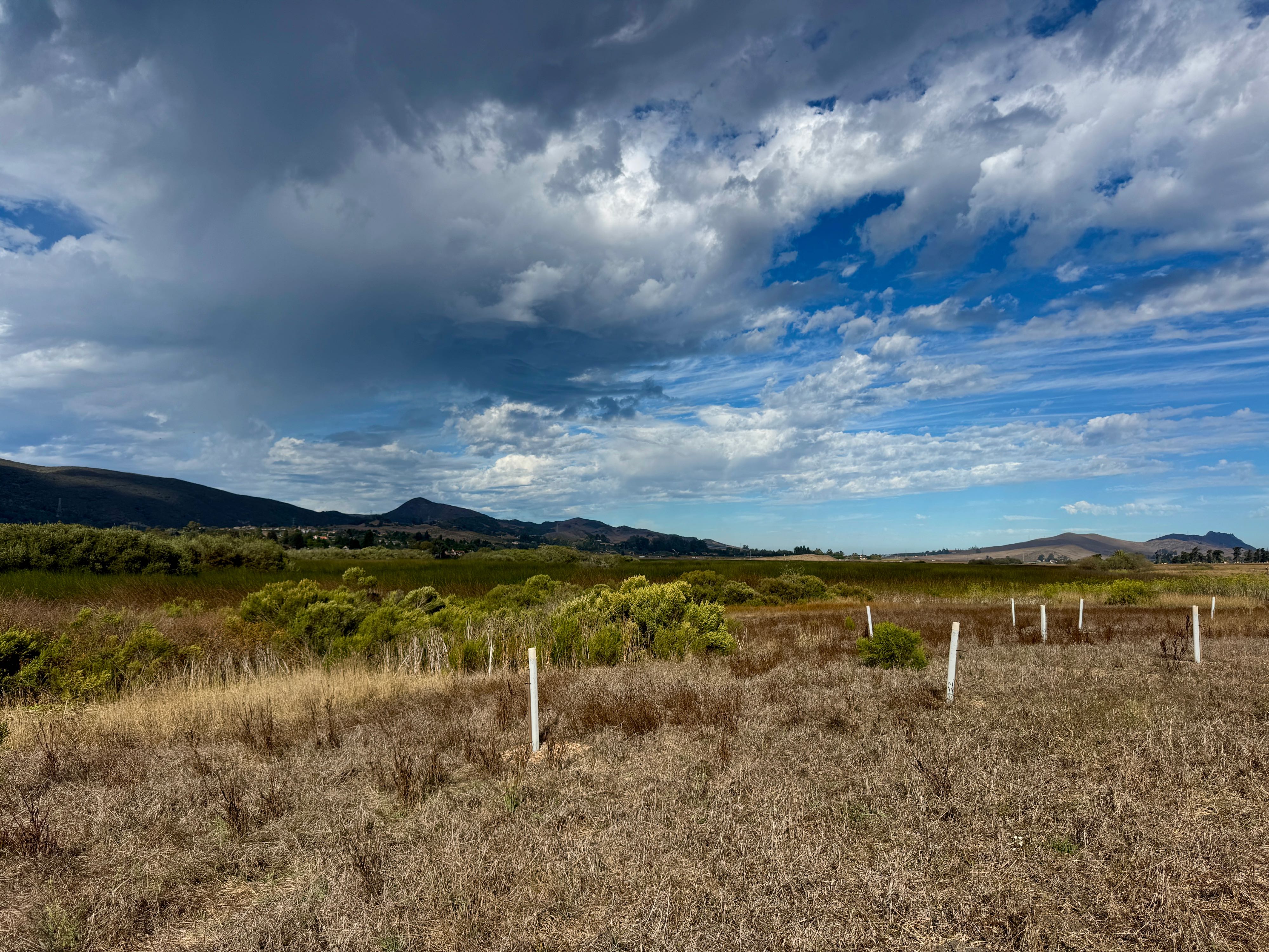 Dramatic clouds are trying to form thunderstorms with colors ranging from white to grey to deep blue. Distant mountains are in the shadow of the clouds, contrasting nicely against the sky and clouds. The rest of the image is an open field of dry, brown grasses and other vegetation. There are about eight white plastic tubes perpendicular to the ground. Inside are baby oak trees. The tubes protect against the wind, birds and animals. Laguna Lake Open Space, San Luis Obispo, California