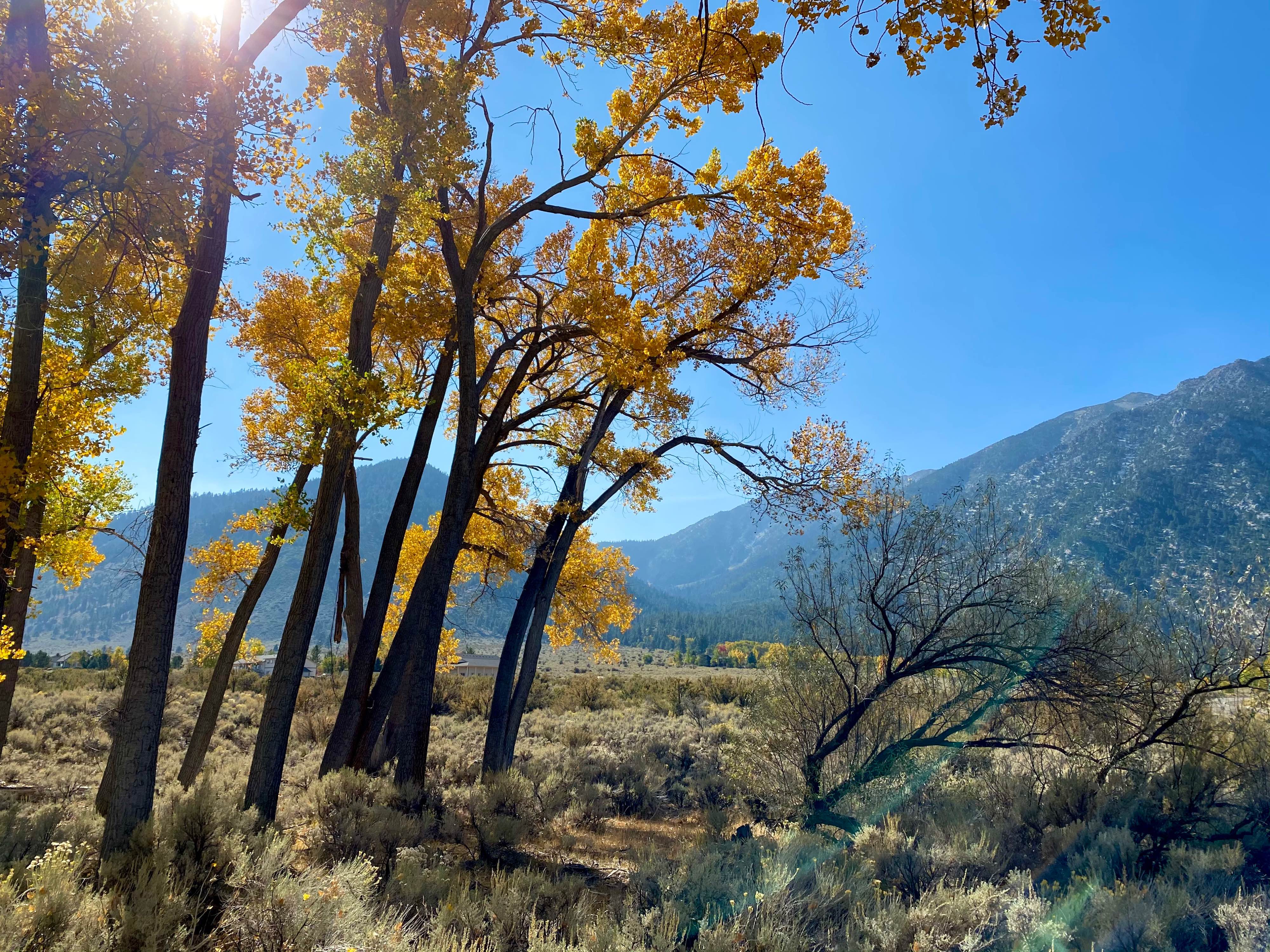 Aspen trees with golden leaves are in the left foreground. The sun is shining through the leaves, backlighting the beautiful gold colors. Around the trees are bushes and sagebrush. In the background is the forested Sierra Nevada mountain range, all under a bright blue sky.