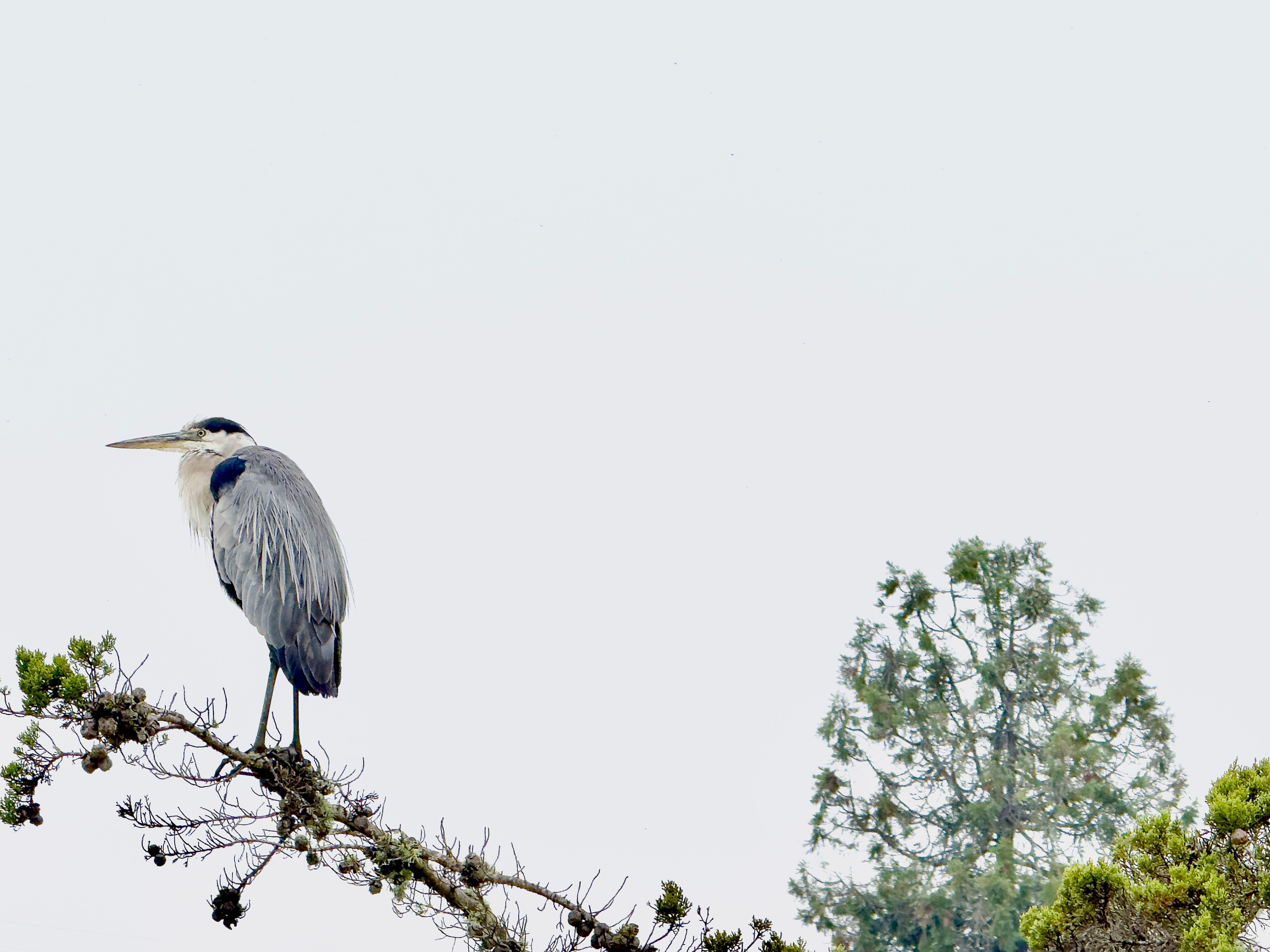 A great blue heron is standing at the end of a sparse tree branch on an overcast day. The heron is on the left side of the image and facing left while he looks out at the lake below him (not visible in image). He is grey with long wing, back, and chin feathers, and he has black markings on his shoulders, head and tip of his tail. To the right is the top of a pale green pine tree. Laguna Lake, San Luis Obispo, California