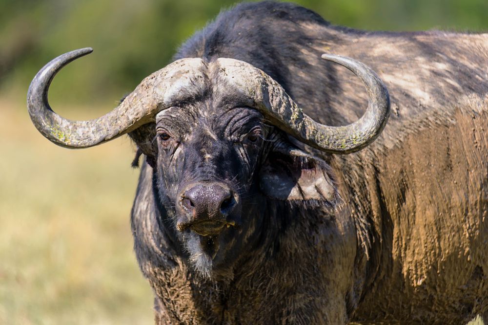 Head-on medium close-up of a large Cape Buffalo. The buffalo is staring directly at the camera with mud caked on its face and neck. It has massive, curved, weathered horns. The background is a soft-focus grassy field.