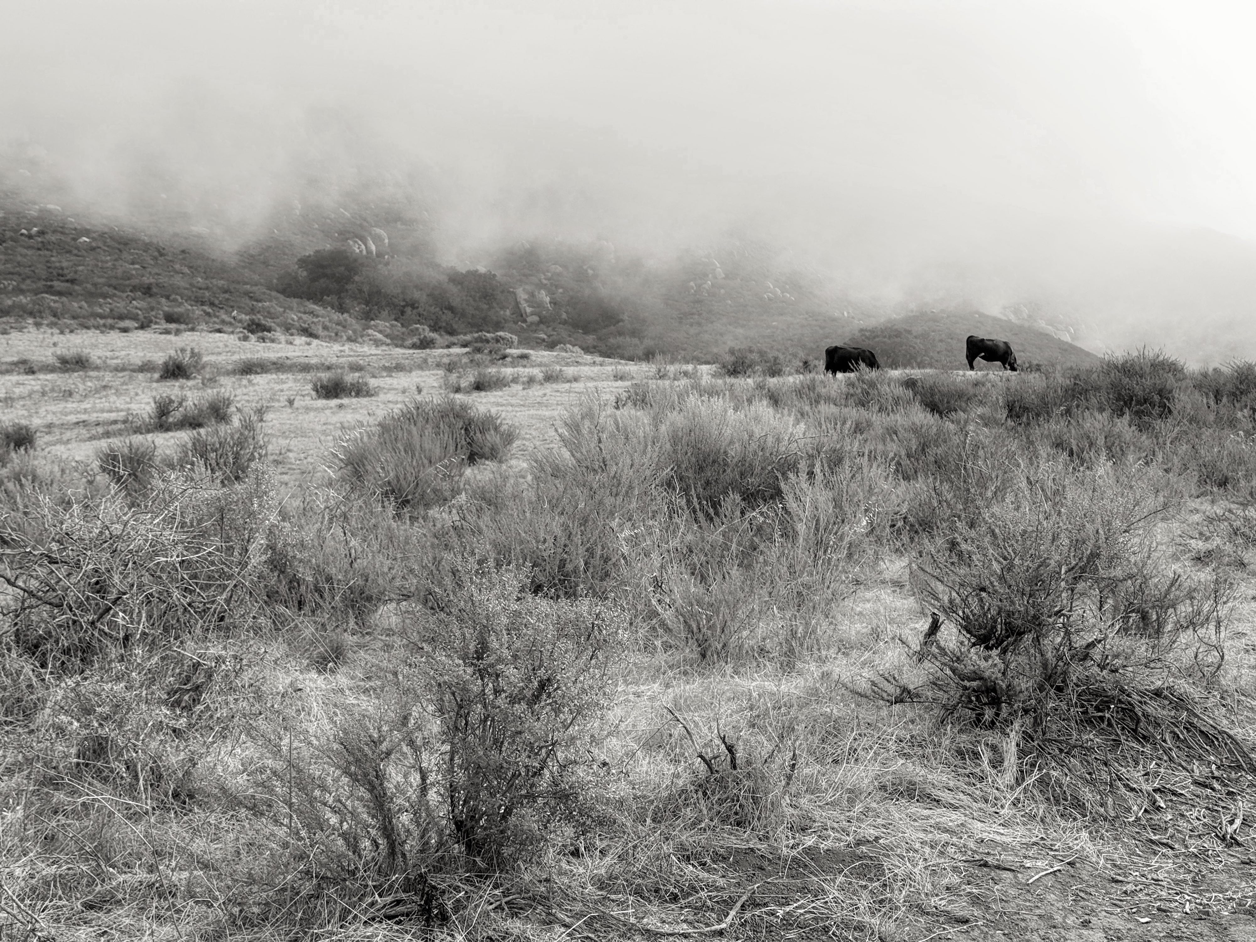 Two black cows are grazing on the Cerro San Luis mountainside in San Luis Obispo, California. It's a foggy morning, with the fog obscuring the mountain top and extending its edge down to just above the cows. There is dry vegetation around the cows.