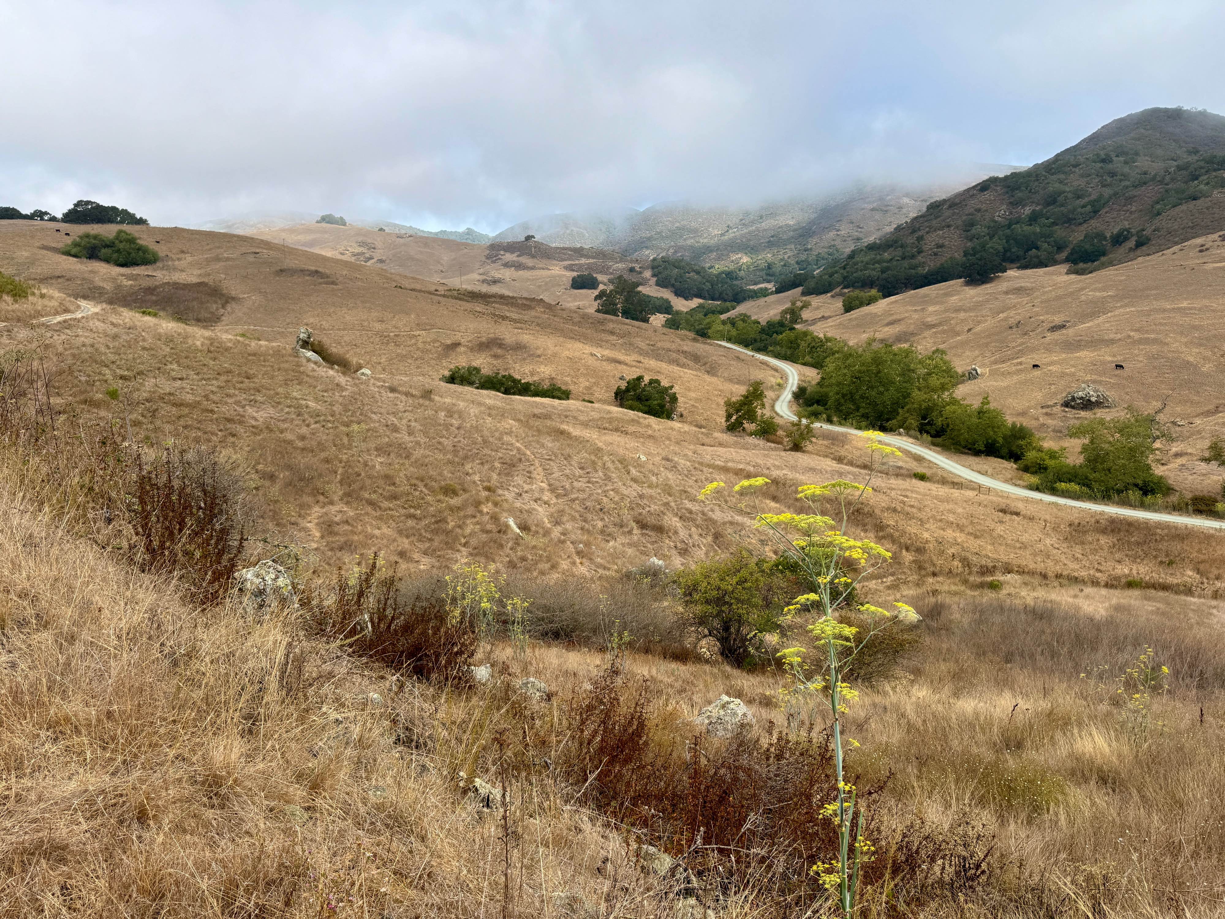 An overview of rolling hills covered with golden, dry grass and patches of dark green oak trees. A narrow road winds through the hills while the morning fog is still lingering on the tops of the hills and down into the valleys. A wild fennel plant with yellow blossoms is in the foreground. Johnson Ranch Trail in San Luis Obispo, California