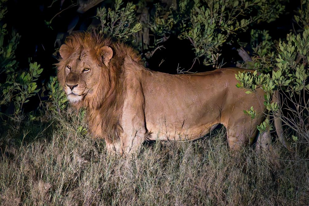 Nighttime portrait of a full-grown male lion standing in tall grass, illuminated against a dark, shadowy background of dense green bushes. He has a full, thick tawny mane and is looking toward the left with an intense gaze.