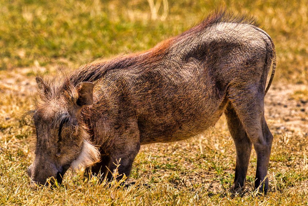 Full-body profile shot of a warthog in dry golden grass, kneeling on its front wrists to graze with its snout down near the ground. Its reddish coarse mane and facial whiskers are lit by warm sunlight.