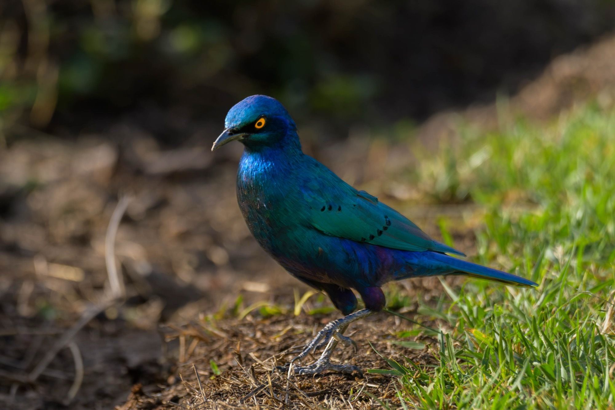 Full-body portrait of a Superb Starling standing in a patch of green grass. Its feathers glow with iridescent blue, teal, and deep purple tones under warm sunlight, contrasted by striking bright yellow eyes.