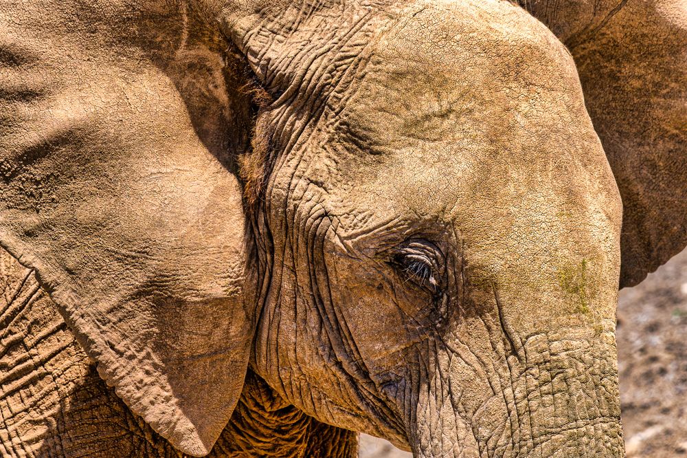 Extreme close-up portrait of an African elephant's head and large ear, showcasing deep wrinkles, thick lashes over a calm eye, and mud-dusted skin illuminated by harsh sunlight.