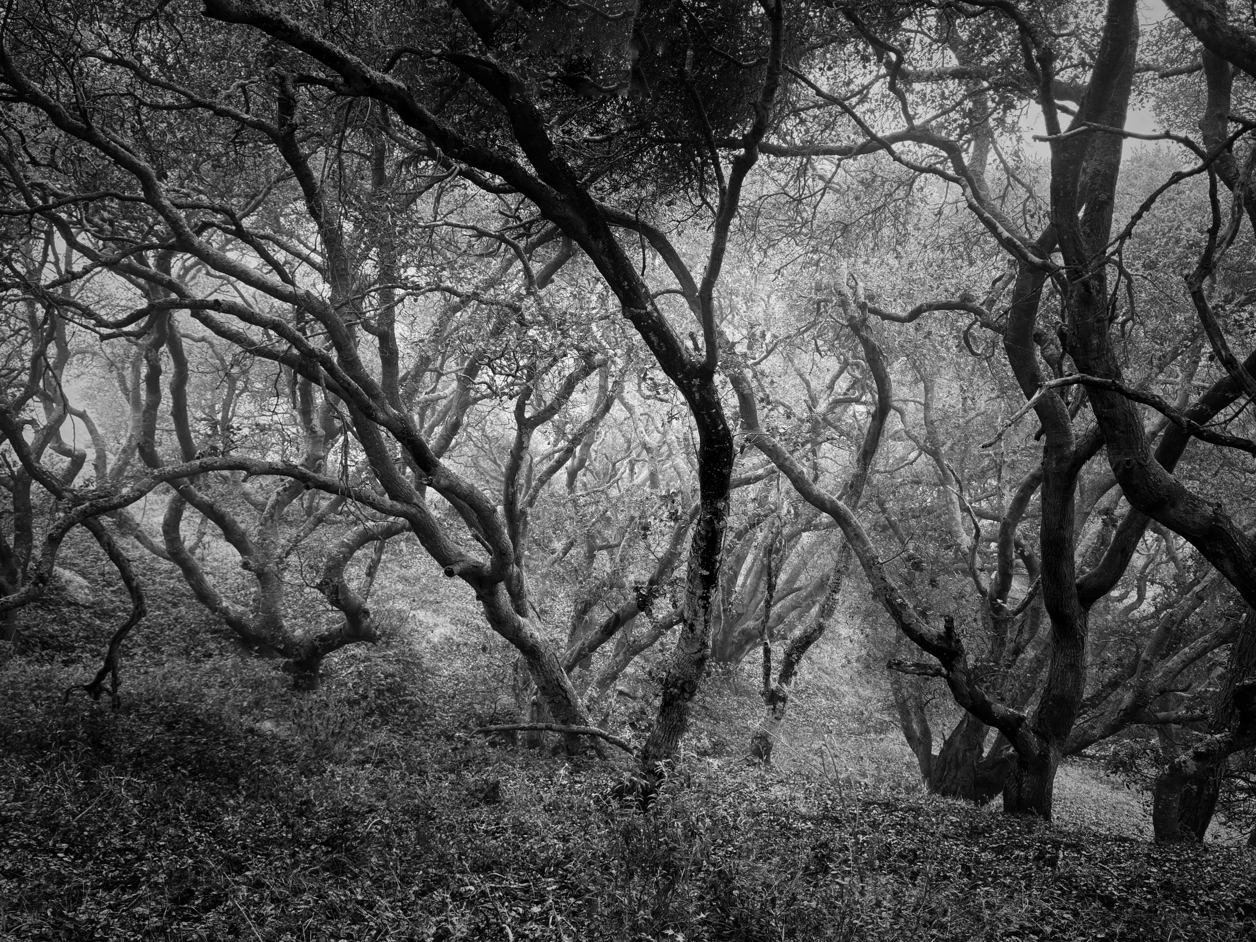 Undulating wavy oak tree branches in the morning fog. Due to the fog, they appear as varying shades of grey and create an abstract pattern of waviness. Cerro San Luis mountain in San Luis Obispo, California.