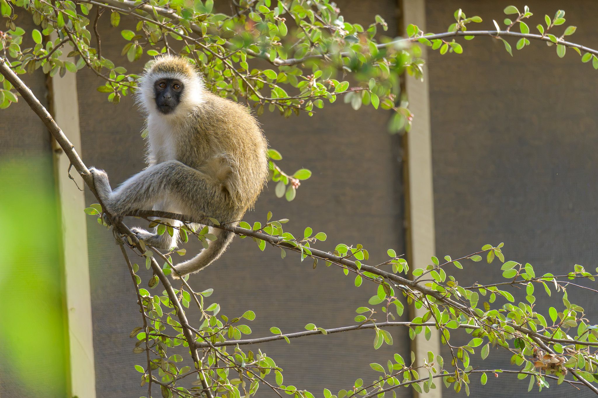 Full-body shot of a vervet monkey sitting on a thin, leafy branch, looking directly forward with a dark face framed by white fur and a grizzled brown coat. A softly lit building facade sits blurred in the background.