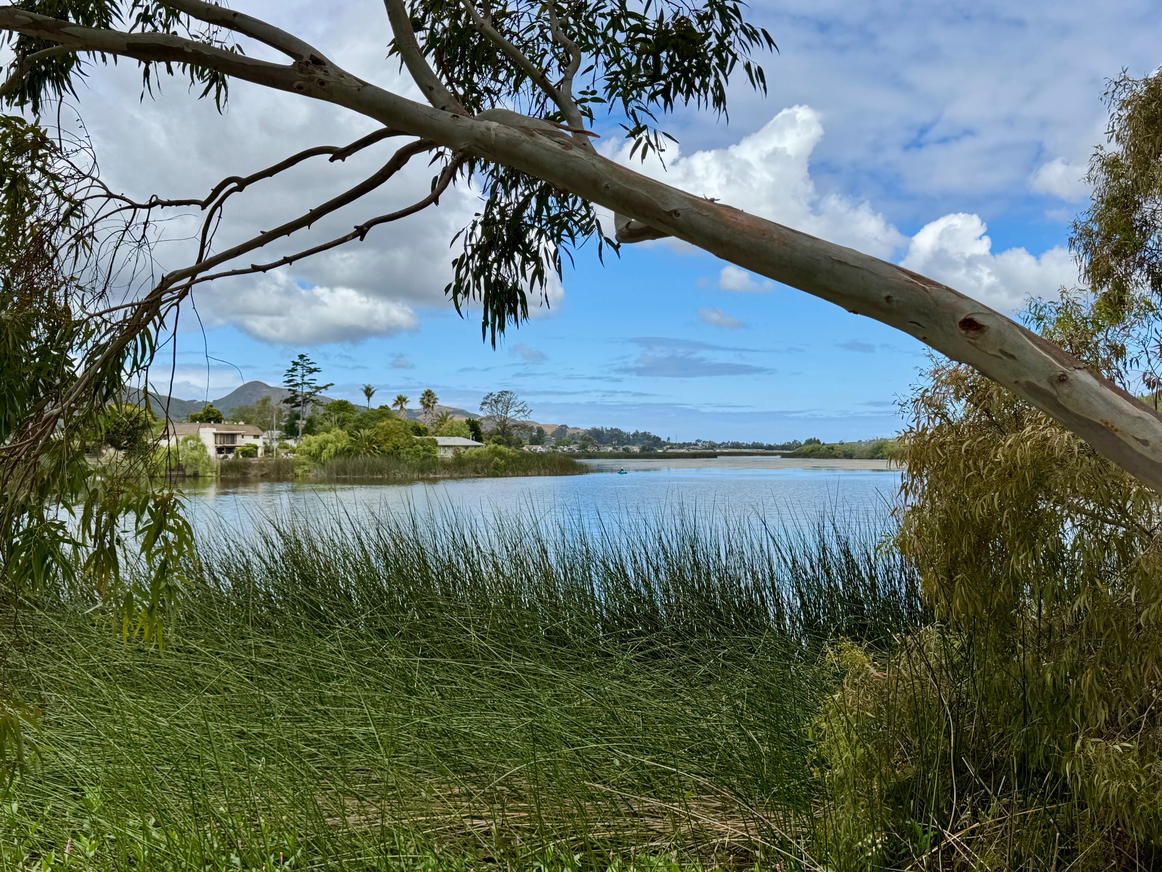 A blue Laguna Lake looking through a window of a leaning eucalyptus tree branch and reeds. Also visible through the window are some houses around the lake, blue sky and puffy clouds.
