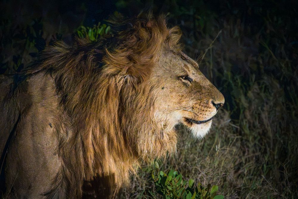 Close-up side profile portrait of a magnificent male lion lit up at night. His golden-brown mane is thick and slightly blown back by the wind, and his amber eye looks intently into the dark background.