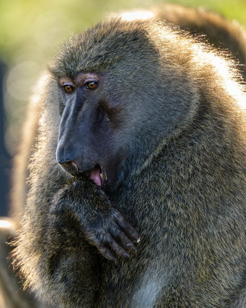 A close-up of a baboon with a thoughtful expression, resting its chin on its hand, surrounded by a blurred natural background.