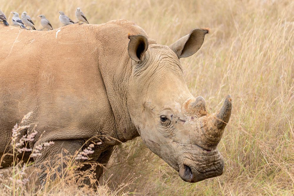 Profile shot of a White Rhino walking through dry grass, with a neat row of oxpeckers perched on its back. The background is a soft, muted grassland.