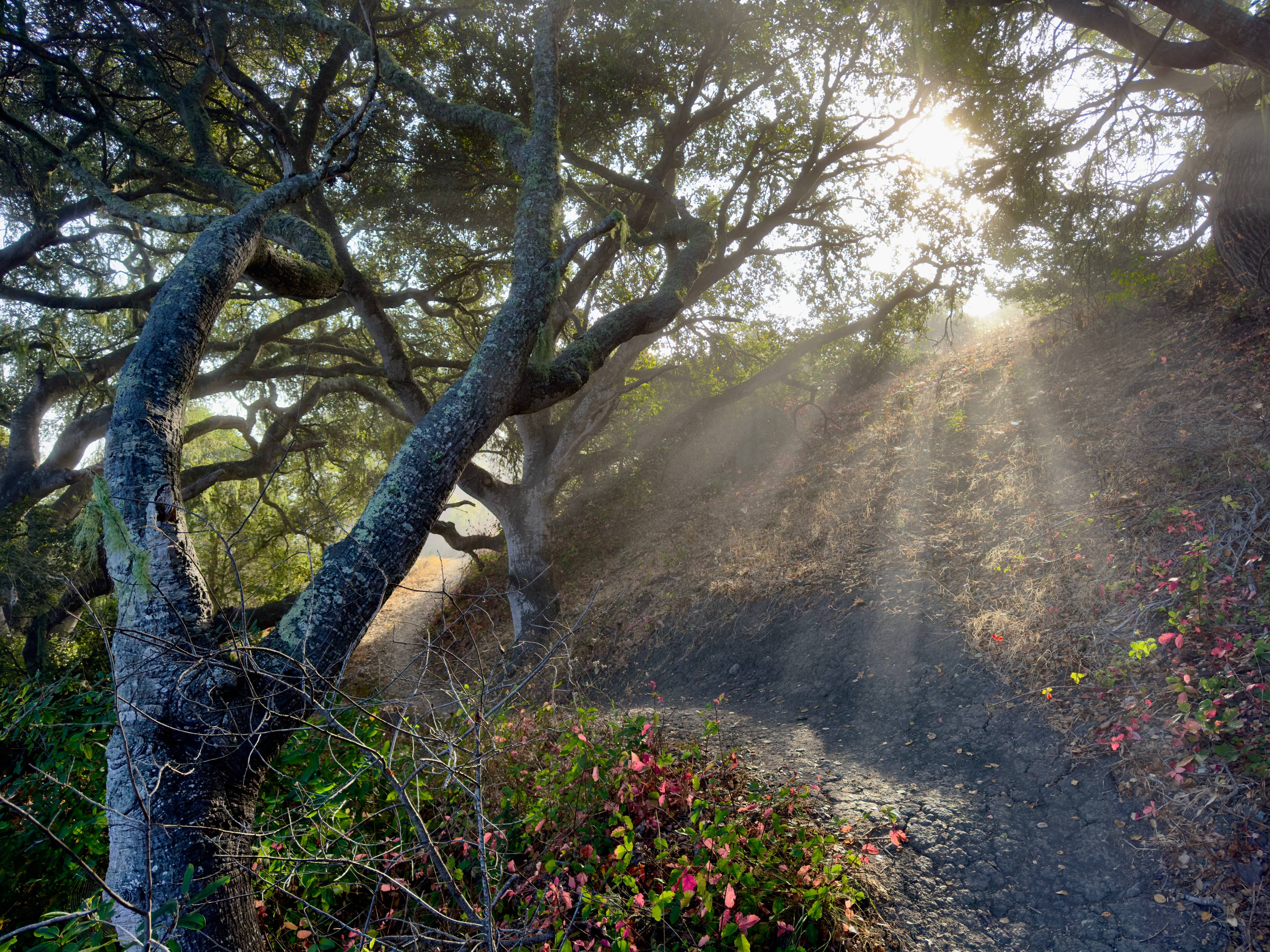 Bright sun rays are shining down through a break in the morning fog onto and between oak tees and a hiking trail. The trail is on the side of a steep hill with dry grass and oak trees up the hill and more oak trees with red and green poison oak on the downslope. The light illuminates the tangle of oak branches further down the trail. King trail in the Irish Hills of San Luis Obispo, California
