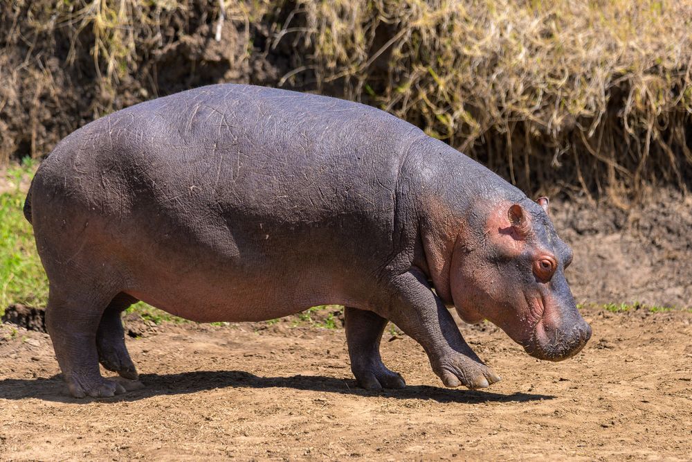 Full-body profile shot of a large hippo walking on dry ground near a riverbank. Its grey hide shows numerous scratch marks and battle scars, casting a crisp shadow under the bright sunlight.