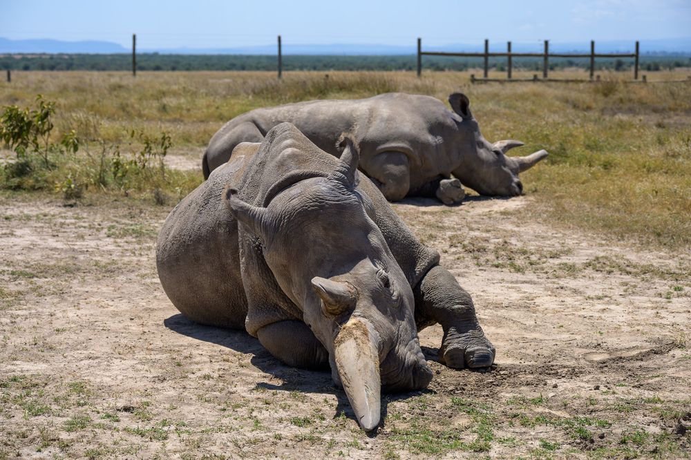 Two Northern White Rhinos resting on the ground in an open grassy enclosure at Ol Pejeta Conservancy. The rhino in the foreground rests its head and long horn directly against the dirt, while the second rhino lies peacefully in the background under a blue sky.