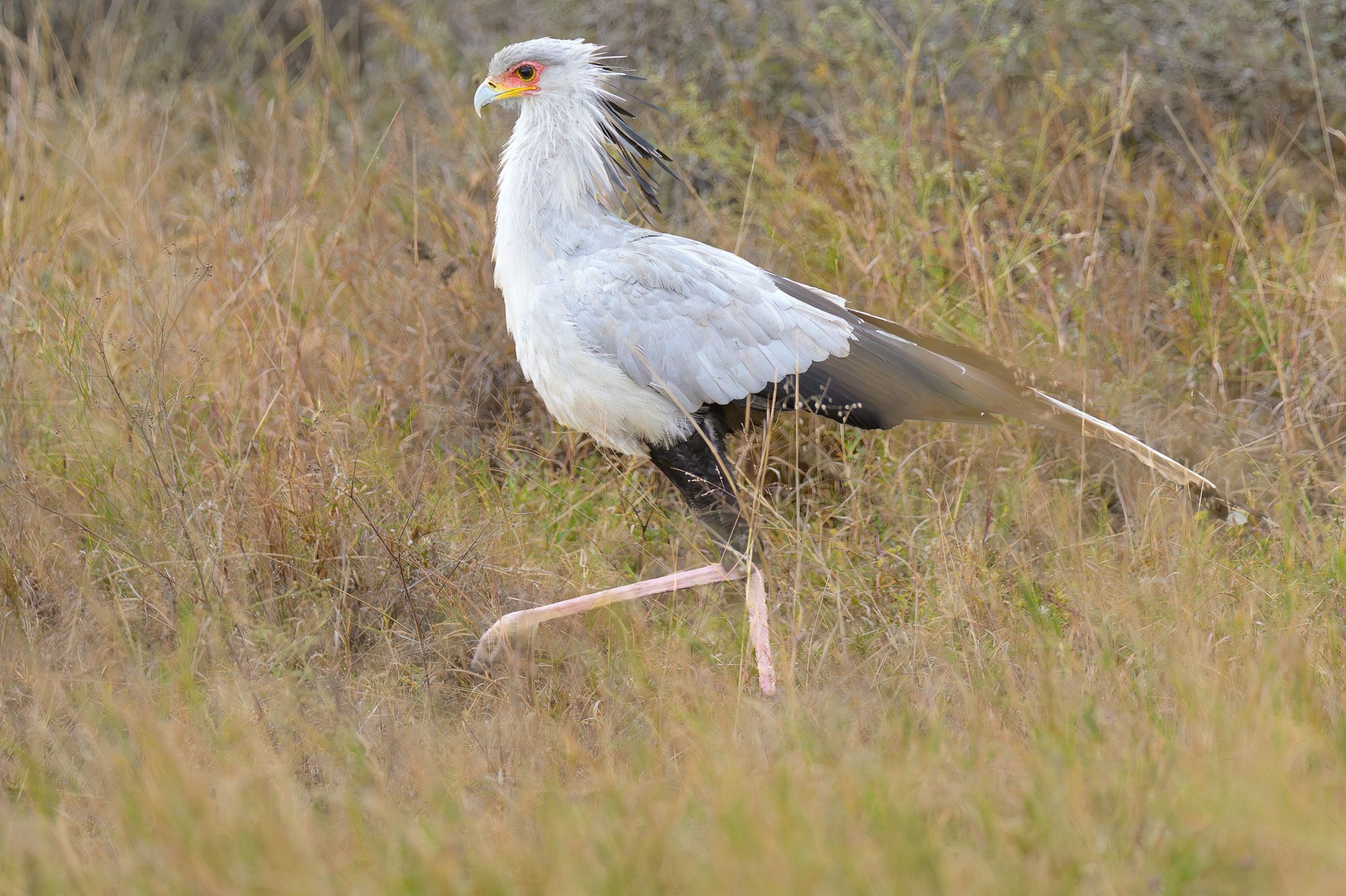 Full-body profile portrait of a Secretarybird walking from left to right through dry savanna grass. The bird has pale grey plumage, striking orange skin around its eye, a prominent feather crest swept back by the wind, and long pinkish legs in mid-step.